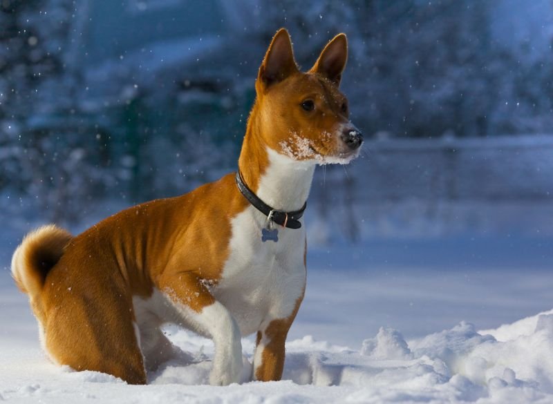Photo of a Basenji