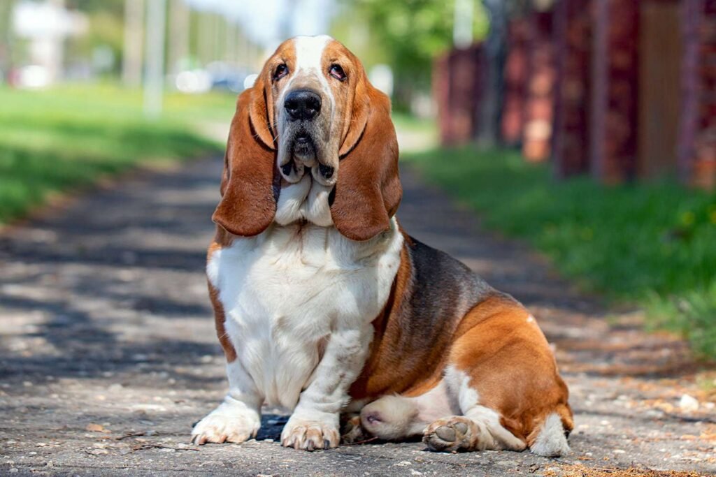Photo of a Basset Hound