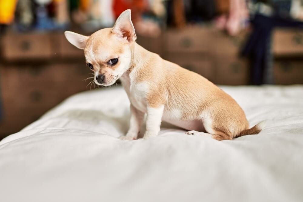 Photo of a Chihuahua