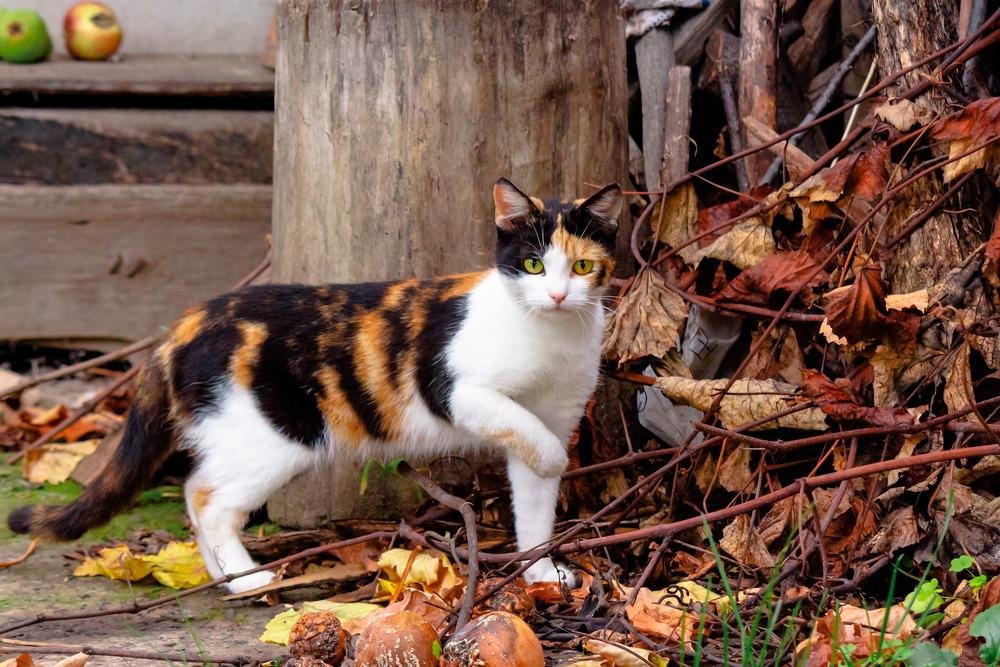 Foto de uma gata Tricolor