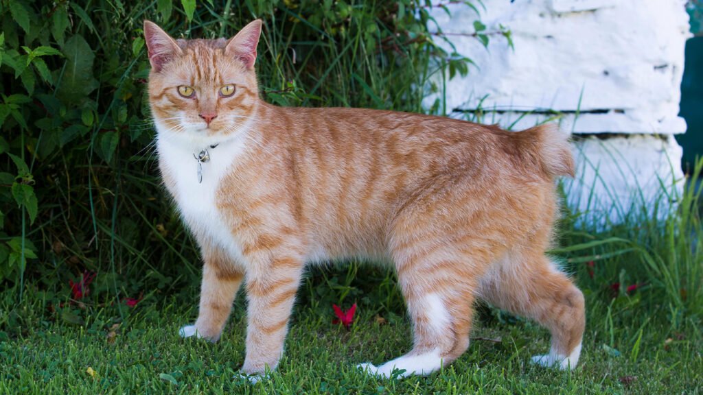 Foto de um gato Manx