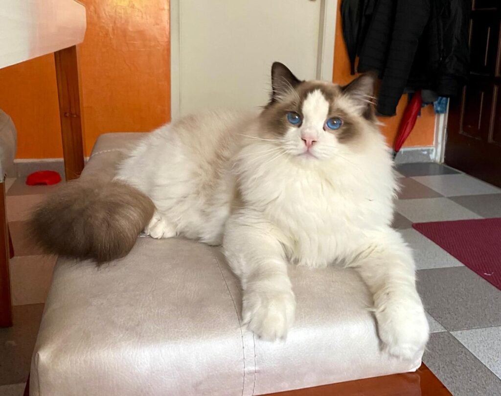 Foto de um gato Ragdoll