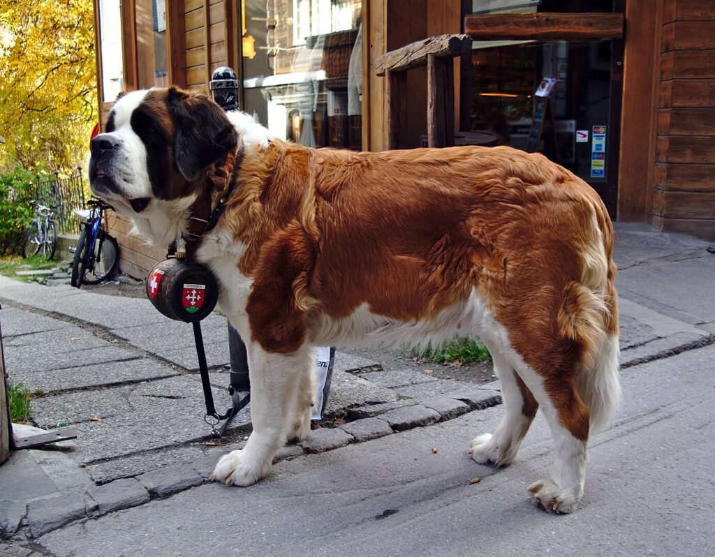 Foto de um cão da raça São-bernardo