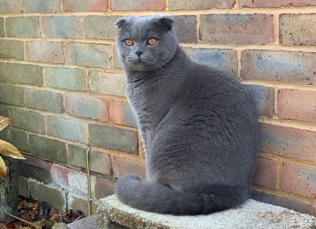 Foto de um gato da raça Scottish Fold