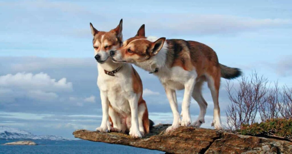 Foto de dois cães da raça Norwegian Lundehund